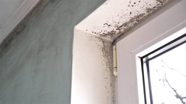 Best Mold Testing  in Polo, IL