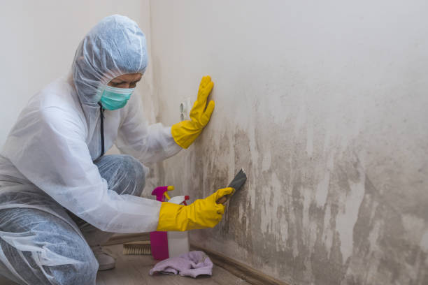 Best Home Mold Removal  in Polo, IL