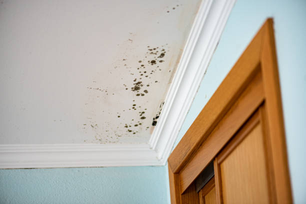 Best Commercial Mold Removal  in Polo, IL