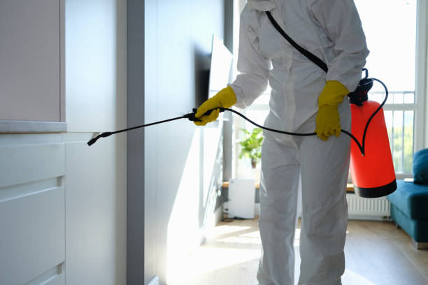 Best Local Mold Removal Service  in Polo, IL