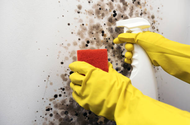 Best Crawl Space Mold Removal  in Polo, IL