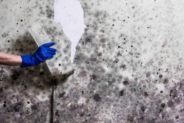 Crawl Space Mold Removal in Polo, IL