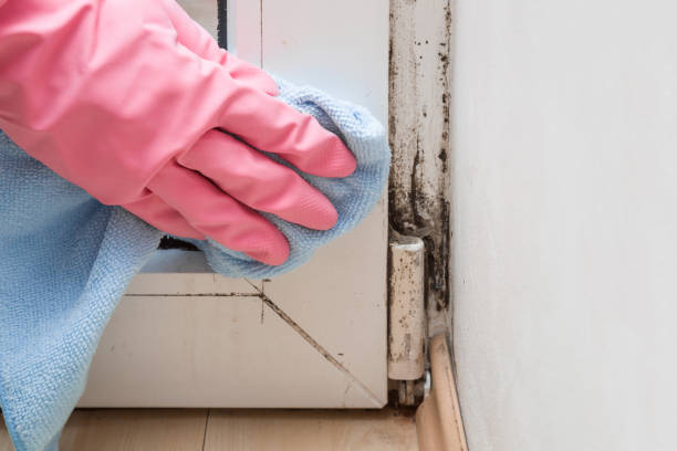 Best Black Mold Removal  in Polo, IL
