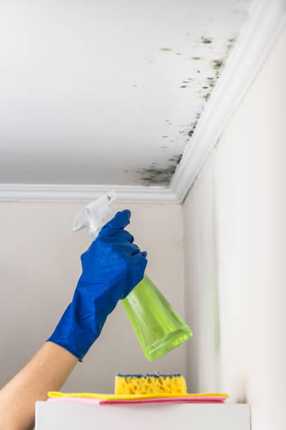 Best Toxic Mold Removal  in Polo, IL