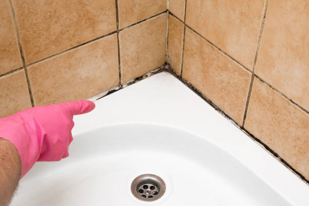 Best Mold Cleaning Services  in Polo, IL