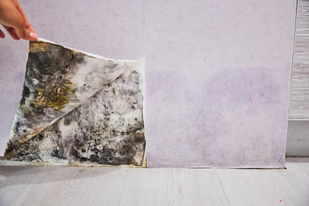  Polo, IL Mold Removal Pros